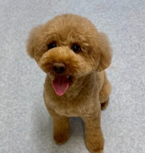 11月24日のわんこたちの写真