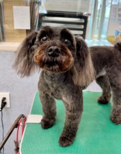 11月3日のわんこたちの写真