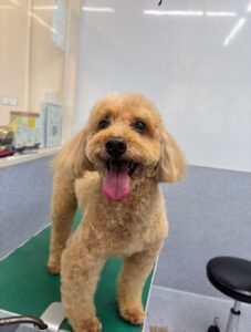 11月10日わんこたちの写真