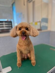 11月22日のわんこたちの写真