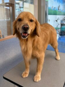 11月29日のわんこたちの写真