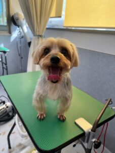 11月4日のわんこたちの写真