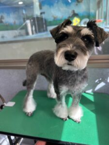 11月13日のわんこたちの写真