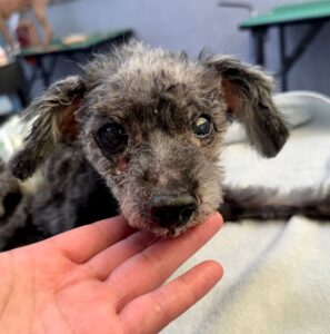 11月30日のわんこたちの写真