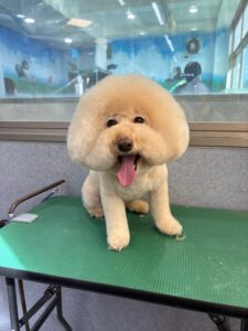 11月21日のわんこたちの写真