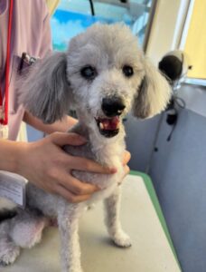 11月28日のわんこたちの写真