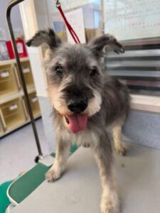 11月15日のわんこたちの写真