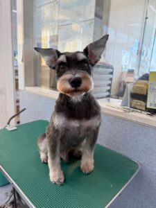 11月16日のわんこたちの写真