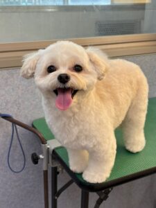 11月8日のわんこたちの写真