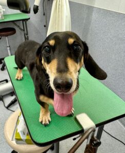 11月23日のわんこたちの写真