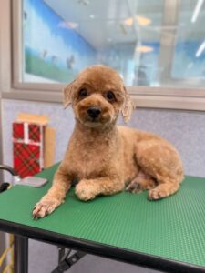 11月6日のわんこたちの写真