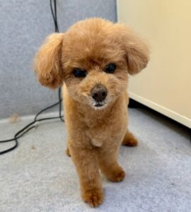 11月28日のわんこたちの写真