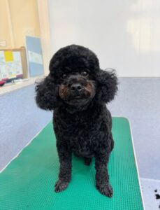 11月17日のわんこたちの写真