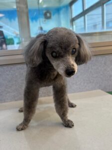 12月26日のわんこたちの写真