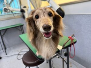 12月22日のわんこたちの写真