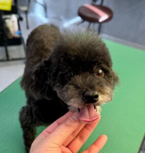 12月5日のわんこたちの写真