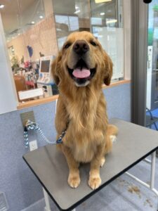 12月27日のわんこたちの写真