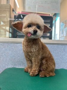 12月25日のわんこたちの写真