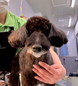 12月19日のわんこたちの写真