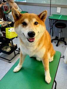 12月31日のわんこたちの写真