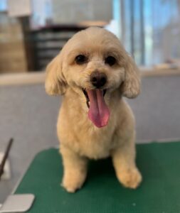 12月28日のわんこたちの写真