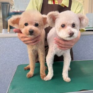 12月2日のわんこたちの写真