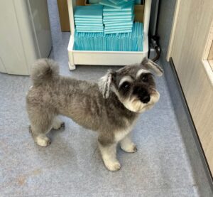 12月8日のわんこたちの写真