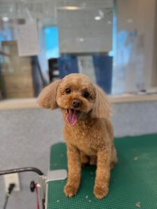 12月30日のわんこたちの写真