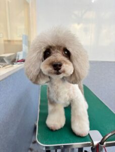 12月29日のわんこたちの写真