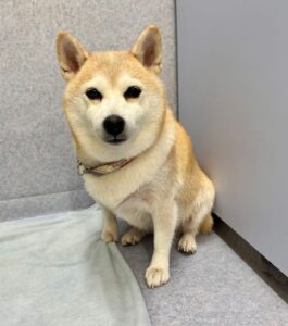 12月1日のわんこたちの写真