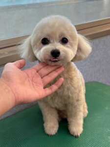 12月6日のわんこたちの写真