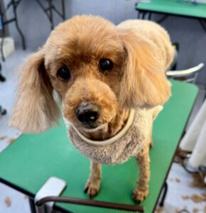 12月21日のわんこたちの写真