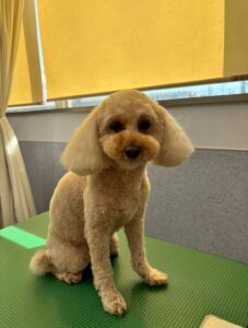 12月4日のわんこたちの写真