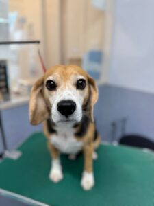 12月20日のわんこたちの写真