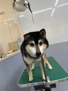 12月16日わんこたちの写真