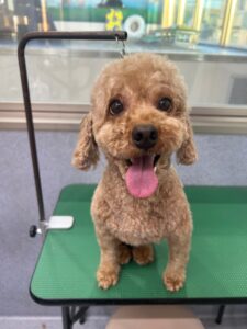 12月23日のわんこたちの写真