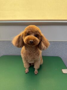 12月18日のわんこたちの写真