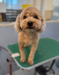 1月6日のわんこたちの写真