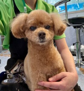 1月5日のわんこたちの写真