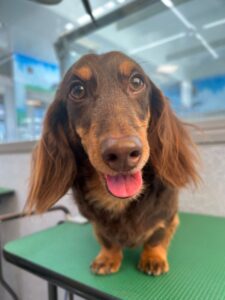 2月9日のわんこたちの写真