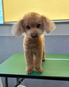 2月21日のわんこたちの写真