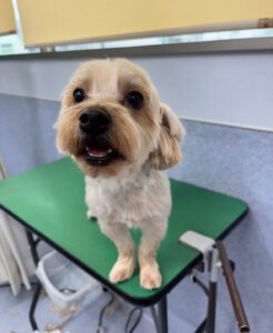 2月24日のわんこたちの写真