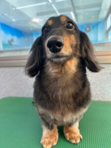 2月5日のわんこたちの写真