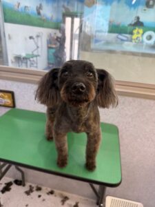 2月23日のわんこたちの写真