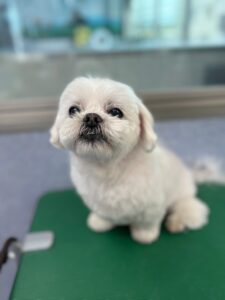 2月26日のわんこたちの写真