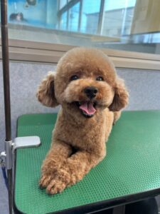 2月28日のわんこたちの写真