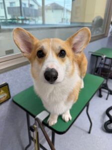 2月7日のわんこたちの写真