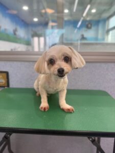 2月27日のわんこたちの写真