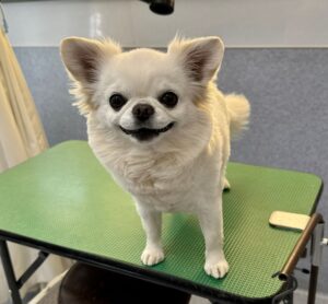 2月19日のわんこたちの写真