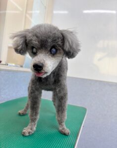 2月10日のわんこたちの写真